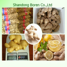 Fresh Ginger for Sale From China